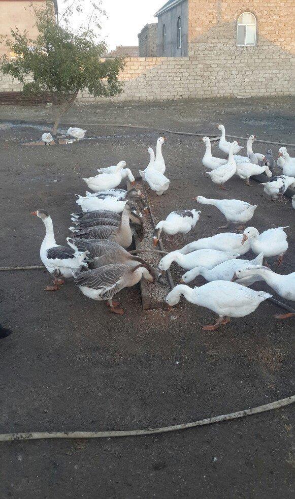 qazlar 1 illiy ve 8aylig linda ve kuban qazlari 35 manata 1denesi