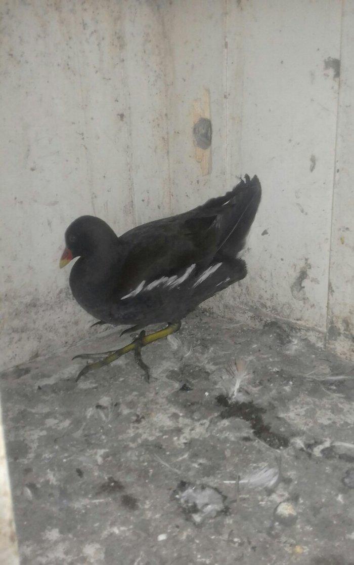 soltanka qusu satilir ozumde cixib bu ilin balaridi. cutu 30 m .