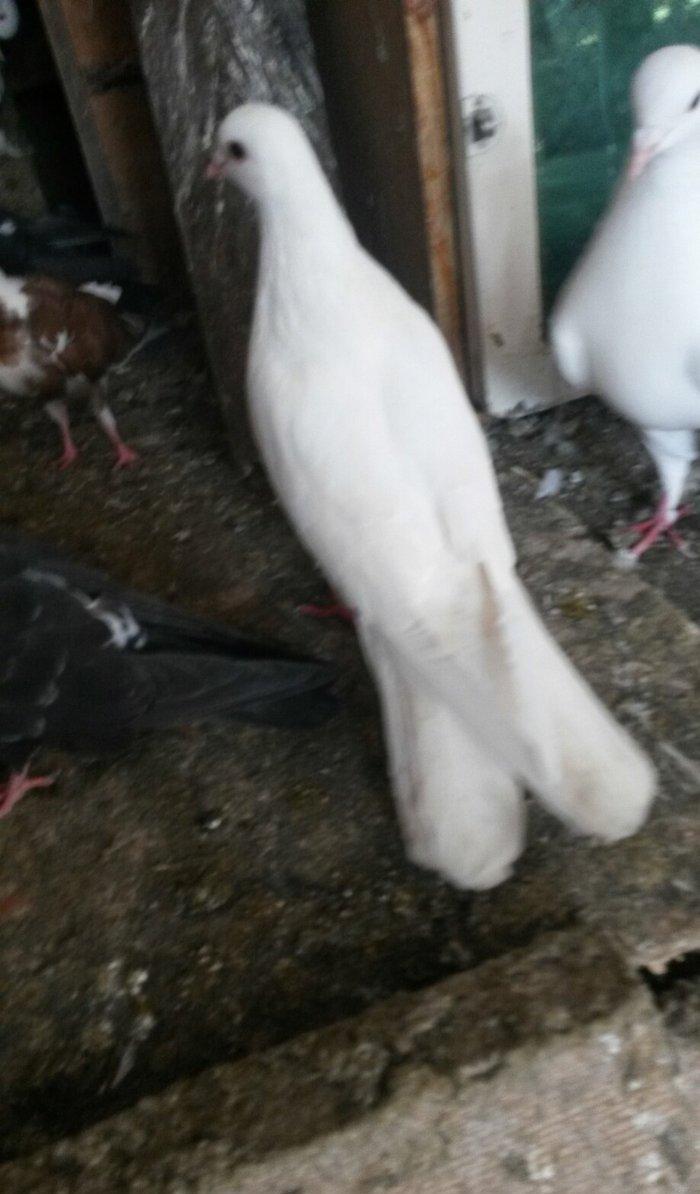 16/17 tuk erkey uçan qusdu xahis edirem qeyri ciddiler narahat etmesin