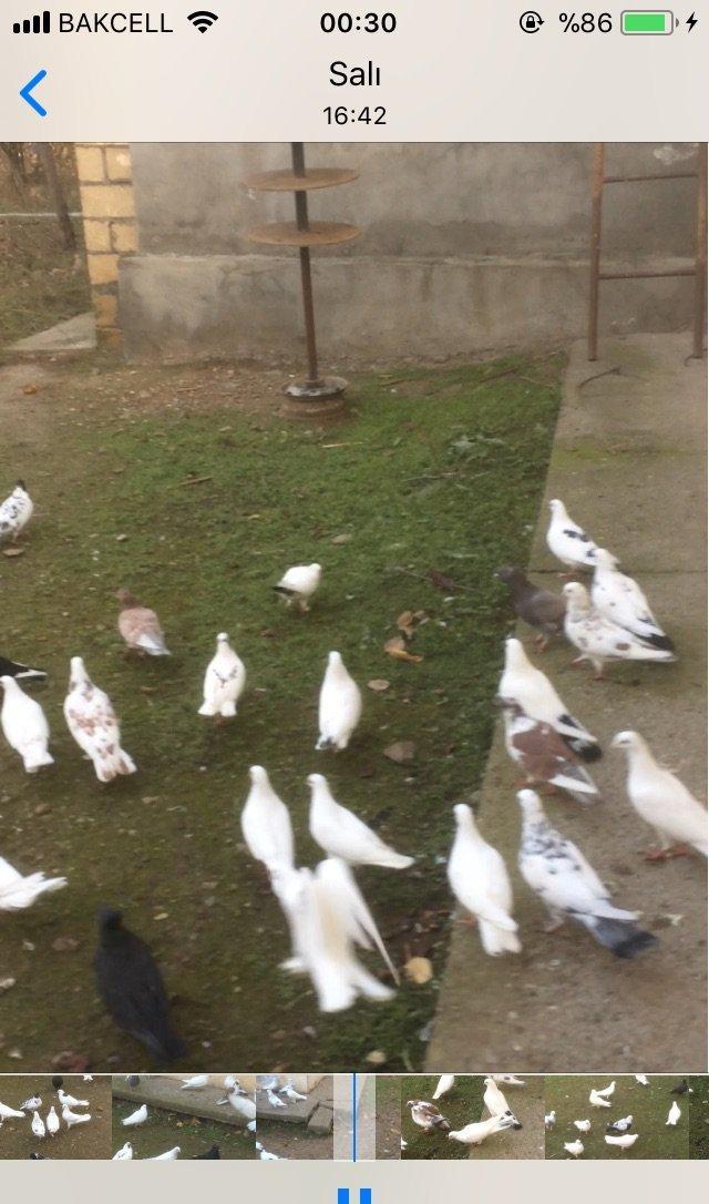 25 denedi Hamsi des satilir tek tek satilmir icinde tek 100manata ali