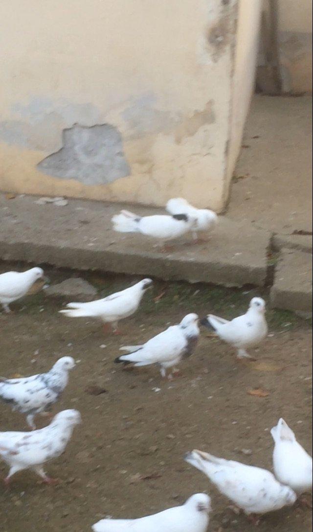 25 denedi Hamsi des satilir tek tek satilmir icinde tek 100manata ali