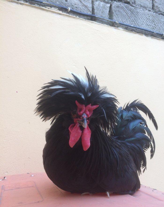 Ağ papaq ( rahibe toyuq) Butun peyvend ve dermani olunub, Fere iled