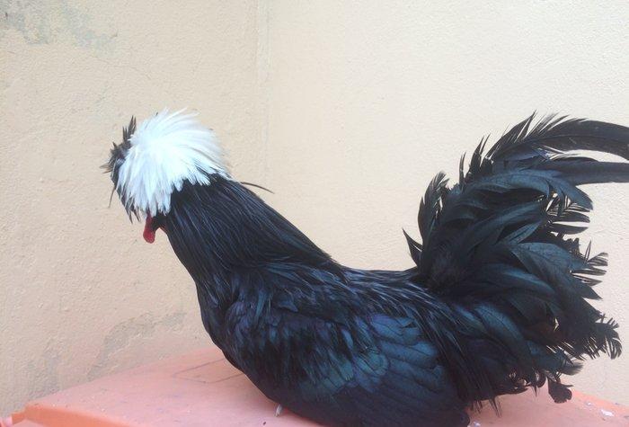 Ağ papaq ( rahibe toyuq) Butun peyvend ve dermani olunub, Fere iled