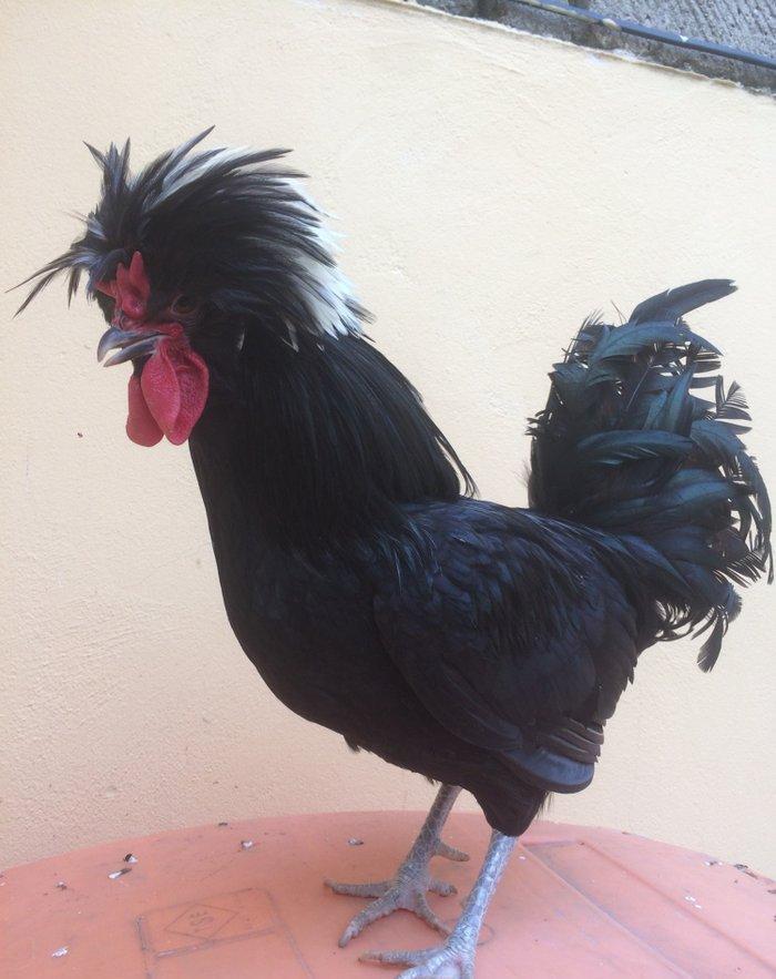 Ağ papaq ( rahibe toyuq) Butun peyvend ve dermani olunub, Fere iled