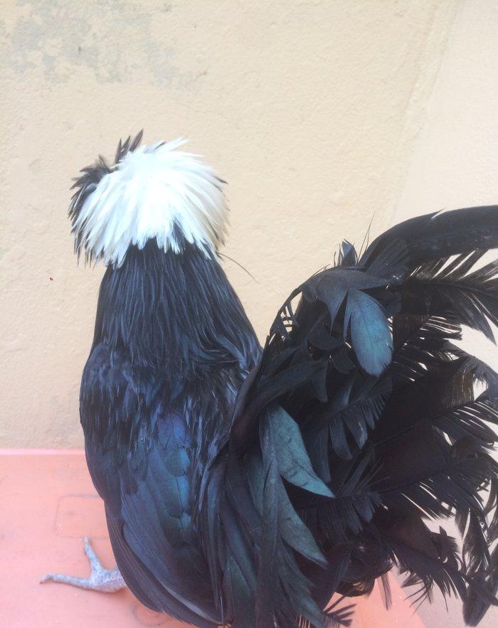 Ağ papaq ( rahibe toyuq) Butun peyvend ve dermani olunub, Fere iled