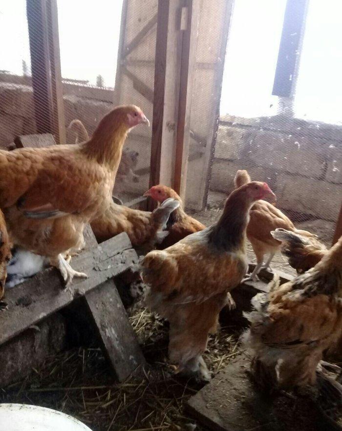 brama cuceleri satilir esl qan ve tam saglam butun vaksinleri vurulub