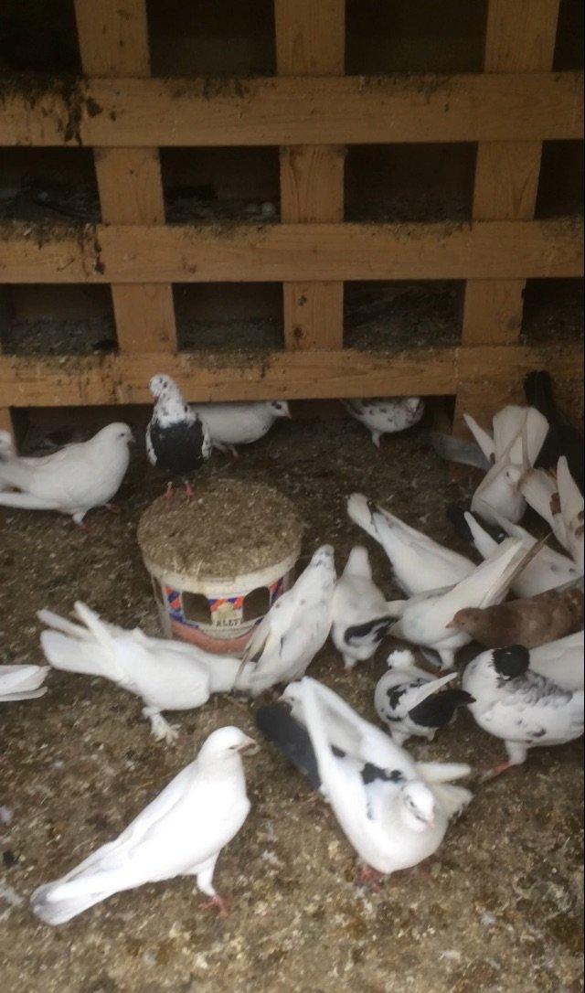 Son qiymetdi 29quwdu quwdara soz yoxdu elesi var tek 100manata alinib