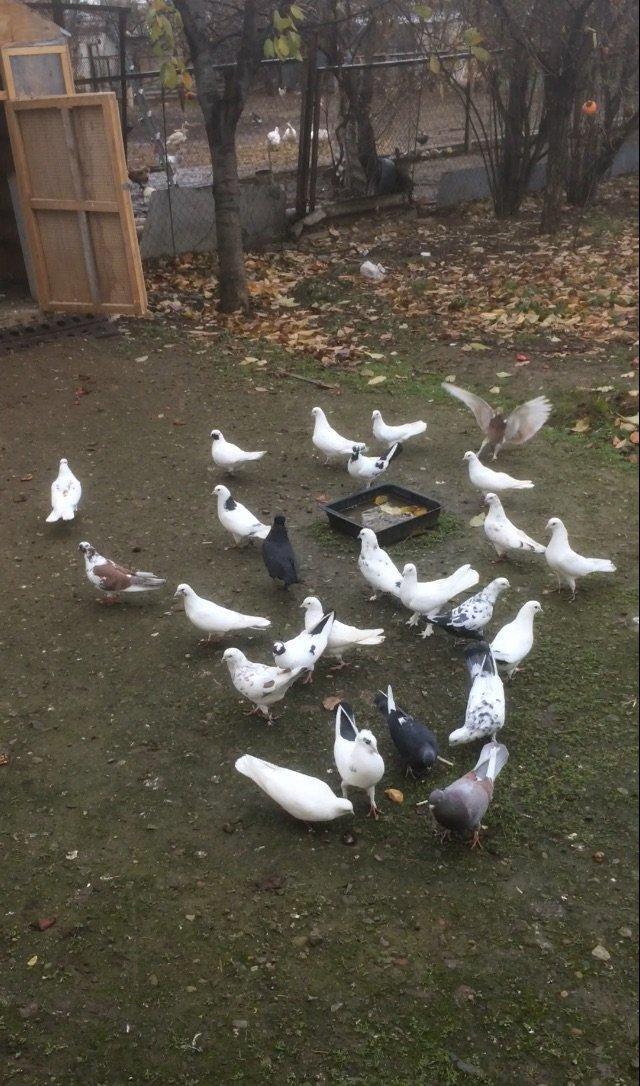 Son qiymetdi 29quwdu quwdara soz yoxdu elesi var tek 100manata alinib