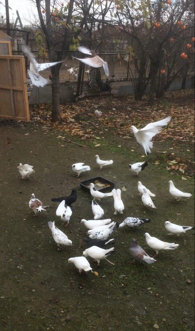 Son qiymetdi 29quwdu quwdara soz yoxdu elesi var tek 100manata alinib