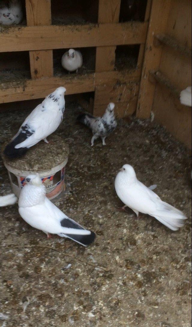 Son qiymetdi 29quwdu quwdara soz yoxdu elesi var tek 100manata alinib