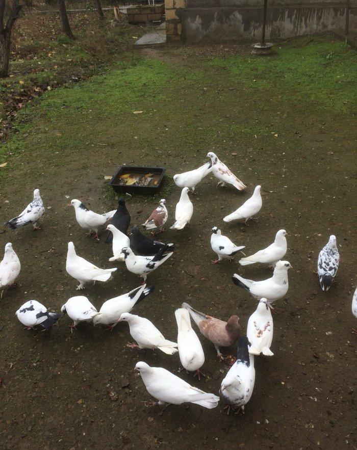 Son qiymetdi 29quwdu quwdara soz yoxdu elesi var tek 100manata alinib