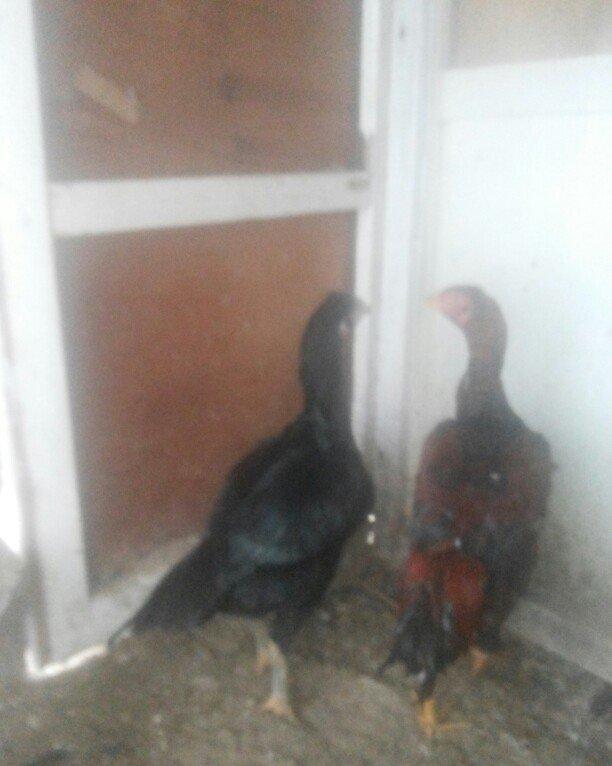 heyrati temiz cins fere ve xoruz xoruzu 5 ayliqdi 50 azn