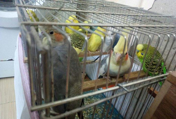 Tutuquwlari satilir hec bir problemleri yoxdu 13 edet valnisli 2 koril