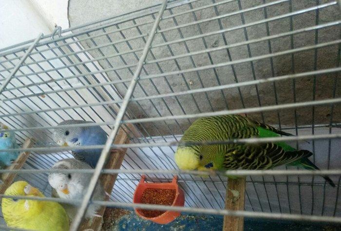 Tutuquwlari satilir hec bir problemleri yoxdu 13 edet valnisli 2 koril