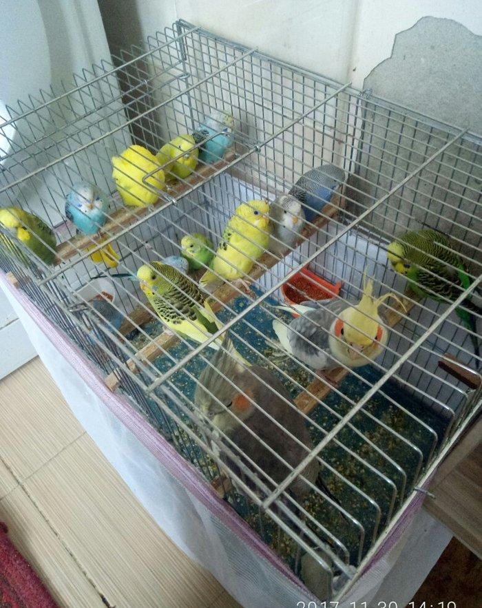 Tutuquwlari satilir hec bir problemleri yoxdu 13 edet valnisli 2 koril