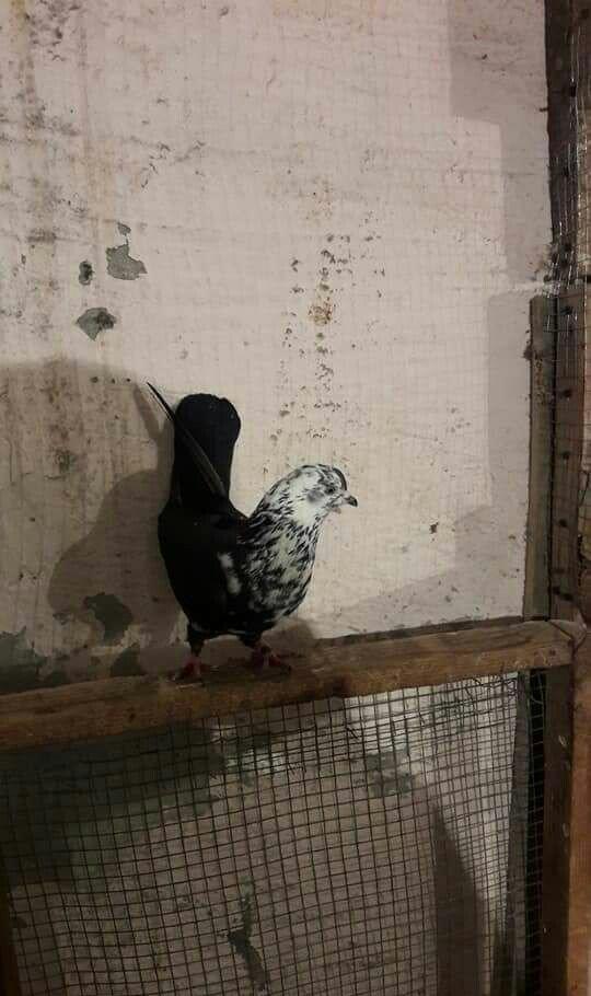 ag dow erkeydi 1 heftedi heyvan gezirdi axir ki geldi duwdu satilir