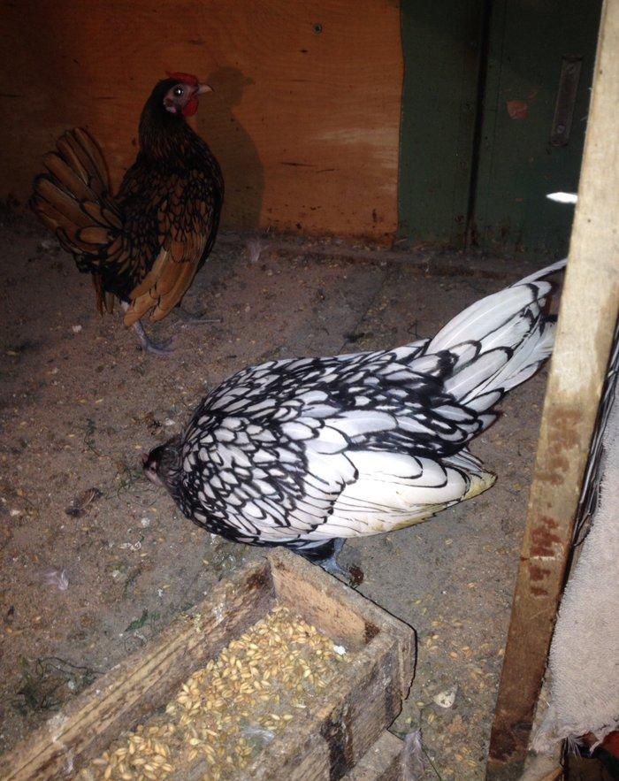 5 aylıq Zibrit xoruzu Satıram barterde mümkündü zibrit feresiyle Tekl