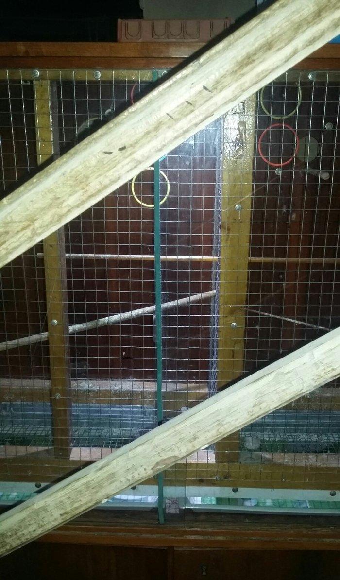 papuqaylar üçün iri qəfəs hər bir şəraiti var çoxlu papuqay salmaq ola