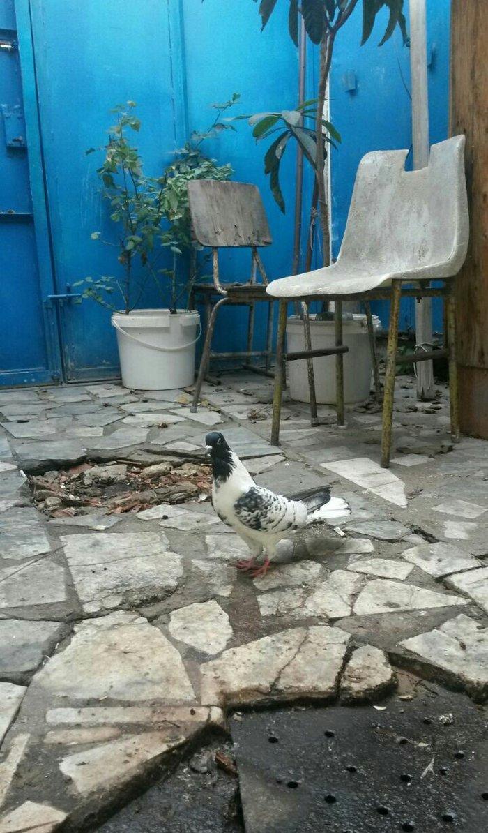 14 tuk eni quyruq hundur cilpaq ayaq qalofka qara baw difekti yoxdu sa