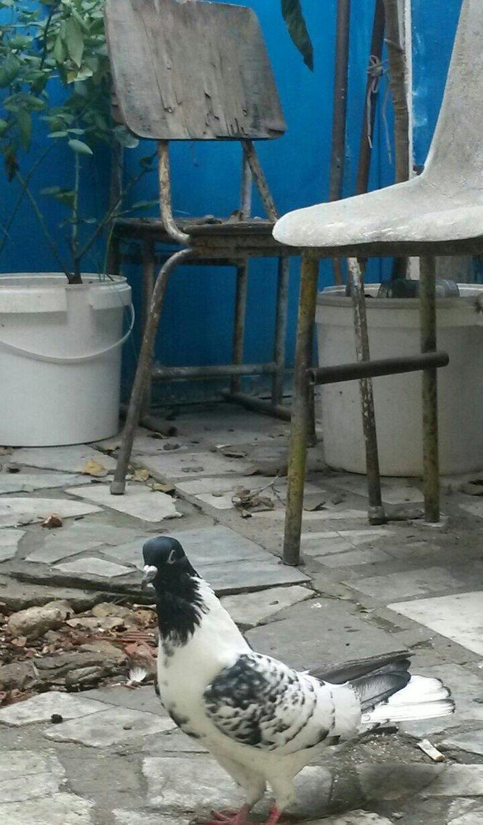 14 tuk eni quyruq hundur cilpaq ayaq qalofka qara baw difekti yoxdu sa