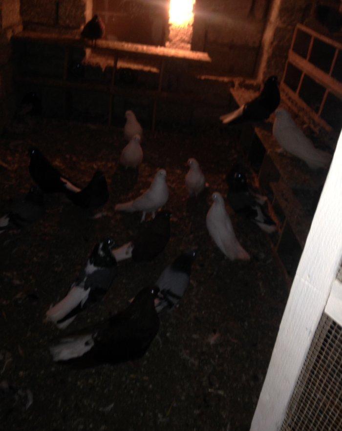 Nikolay quwlaridi.ancaq 4 aqlar satilir ata ana 2 cute hazir olan keve