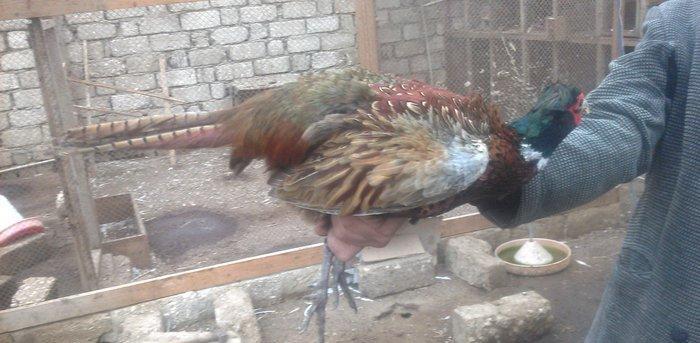 oz qujlarimdi axlamdilar ordekler  180 m qirqovul 45 m real aliciliya