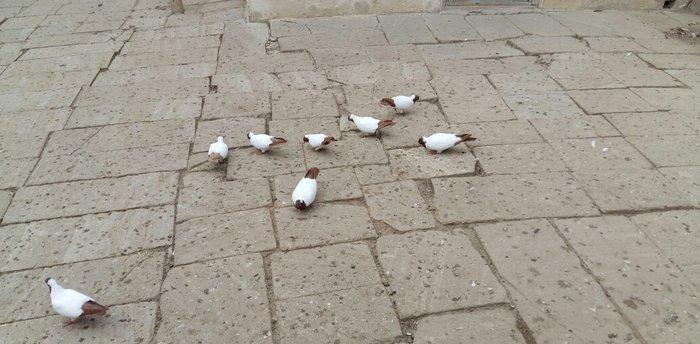 Qara baw,qirmizi baw manaxlar satilir. Erkey maya. Balada var. Ciddi w