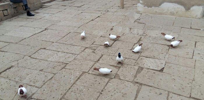 Qara baw,qirmizi baw manaxlar satilir. Erkey maya. Balada var. Ciddi w