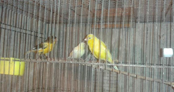 Super bul-bul leri satiram barterde edirem papuqayla 
ata lari 9-10 ka