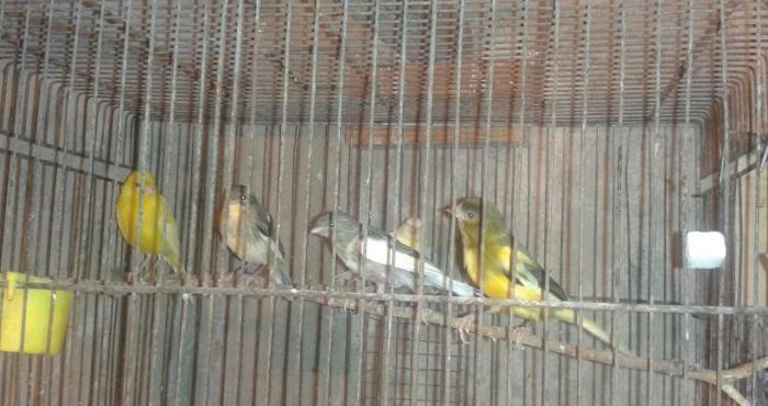 Super bul-bul leri satiram barterde edirem papuqayla 
ata lari 9-10 ka