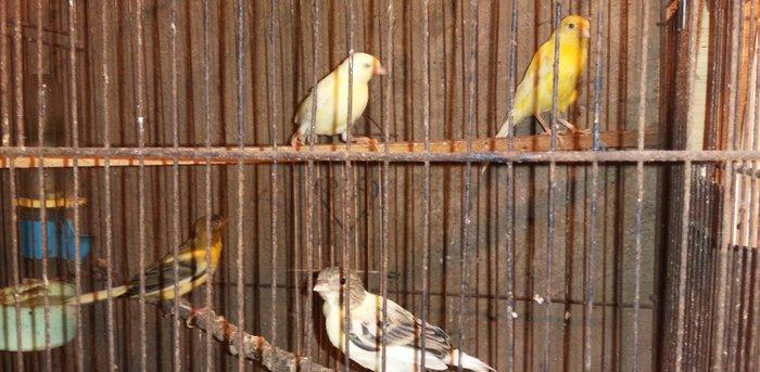 Super bul-buller satiram atalari mende cox gozel oxuyur hardasa 12 kal