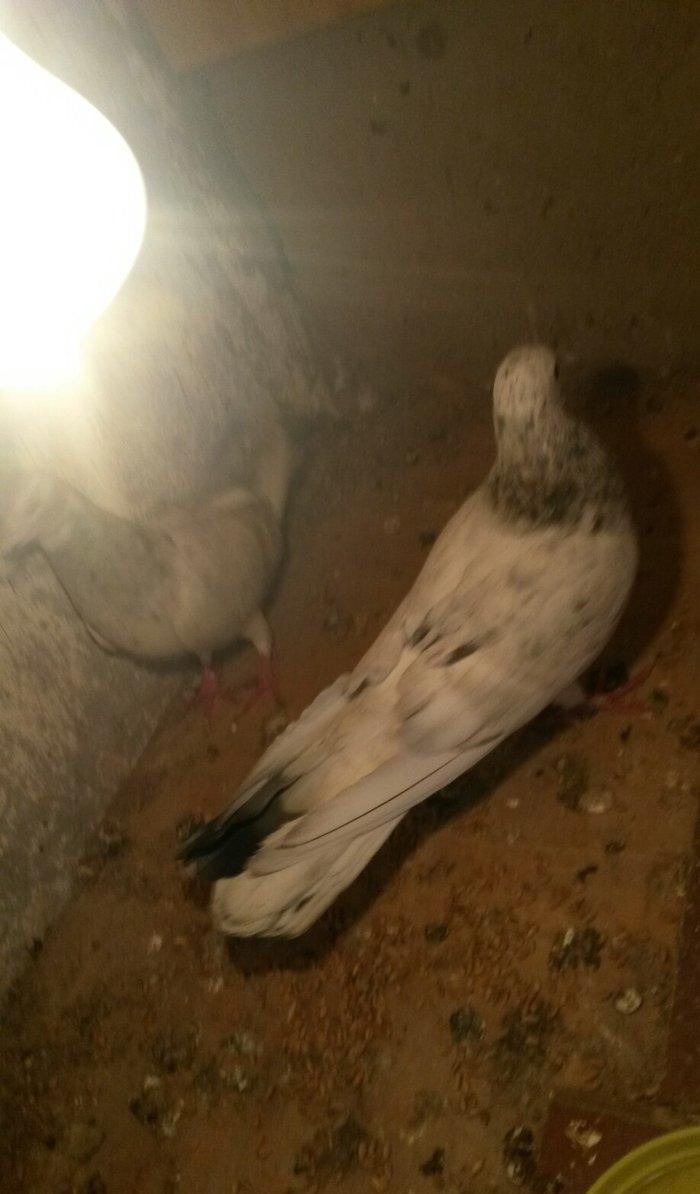 ebreşdər cutdulər erkek 16 tuk cutu 25 azn barter ag quyruqla