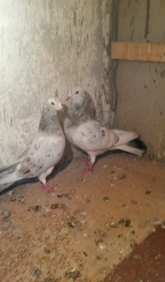 ebreşdər cutdulər erkek 16 tuk cutu 25 azn barter ag quyruqla