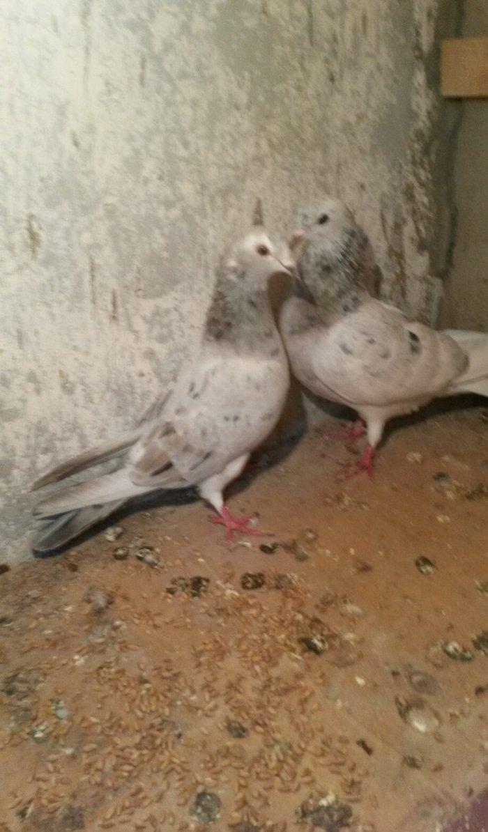 ebreşdər cutdulər erkek 16 tuk cutu 25 azn barter ag quyruqla