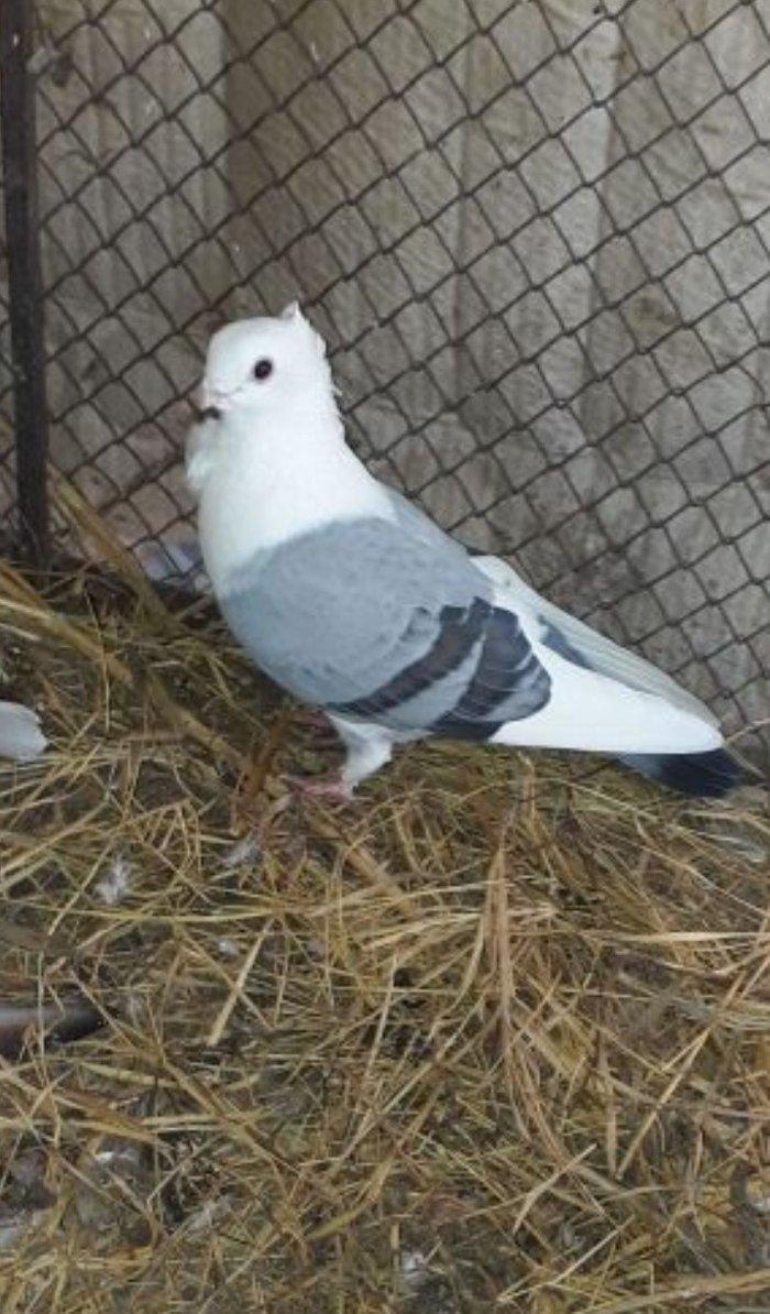 Salam herkese hunkariler satilir 2 erkey 1 maya 120 azn gondermek daxi