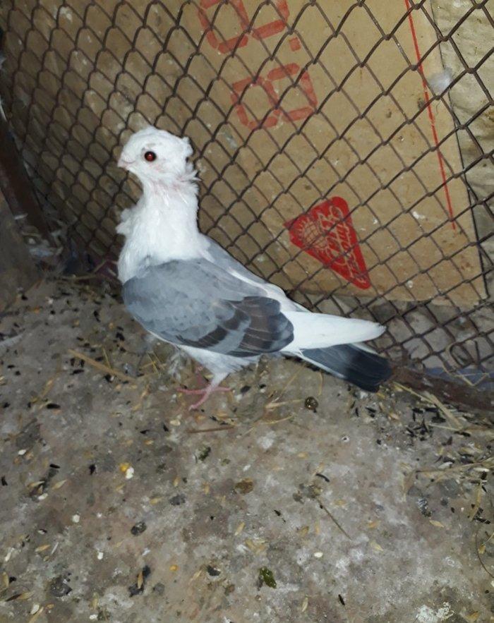 Salam herkese hunkariler satilir 2 erkey 1 maya 120 azn gondermek daxi