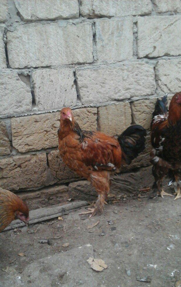 2 dene 6 ayllq brama xoruzu. Fereylede barter ederem qiymetde razllaşm