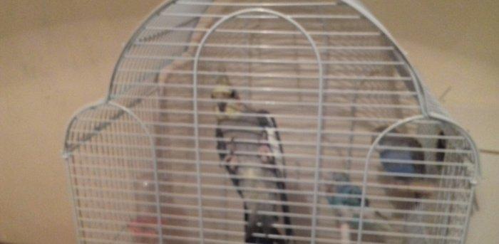 qefes ve aksesuarları .2 karella 1 erkek ve 1 disi  satılır