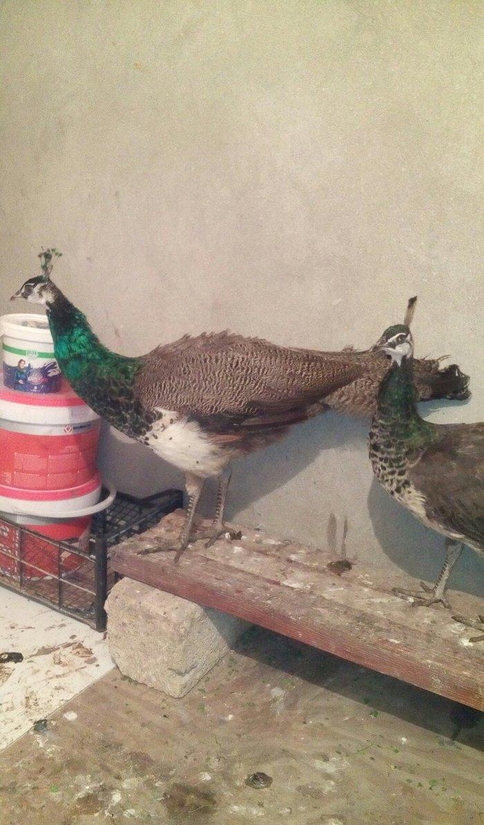 tovuzqusu satılır. fere xoruz illik. qiymet sondur. qiymete göre narah