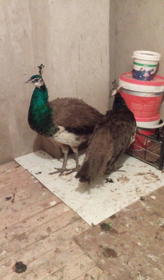 tovuzqusu satılır. fere xoruz illik. qiymet sondur. qiymete göre narah