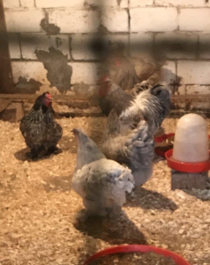 12 eded temiz brama satiram 1 illikdiler 1 biri 80 azn