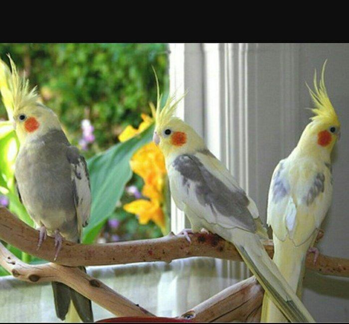 Tecili cox gozel renglerde hazir bala veren cut korellalar satilir saq