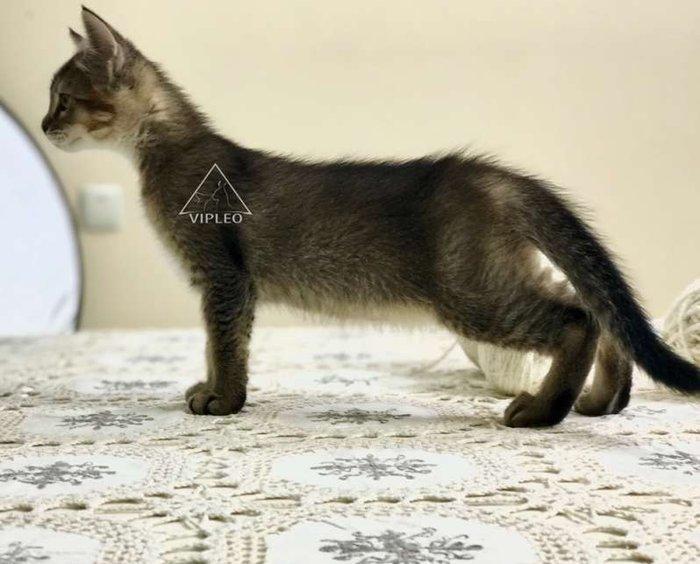 Чаузи.Два мальчика Чаузи возможно в качестве любимца и в разведение.