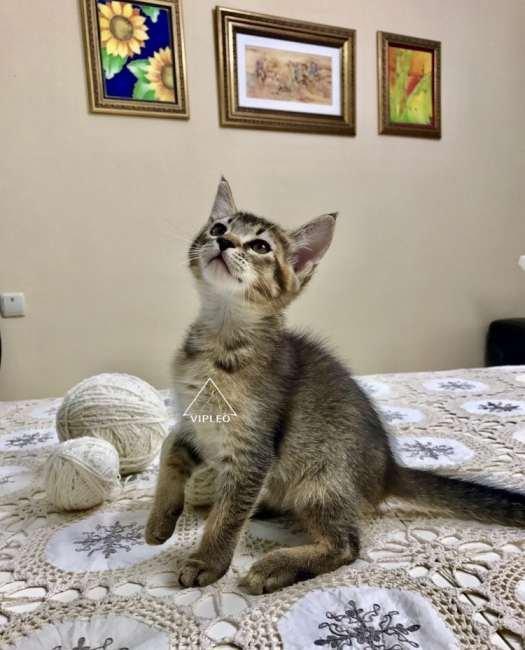 Чаузи.Два мальчика Чаузи возможно в качестве любимца и в разведение.