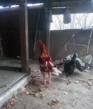 heyrati turk cinsi . bir yaz yeddi yadi. cox mesqler kecib hamisinda d