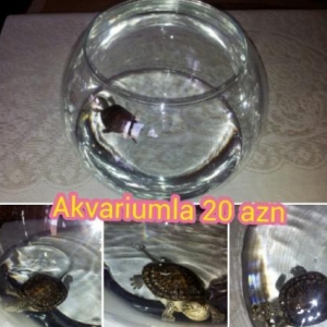 Yumru akvarium tısbağa ilə