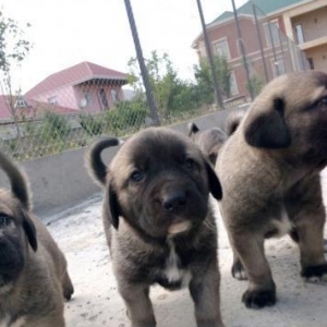 KANGAL