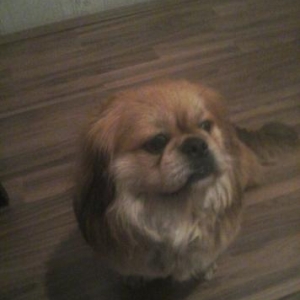 pekines