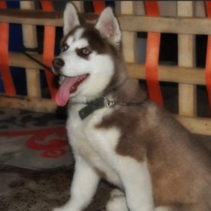 Xaski (Husky)