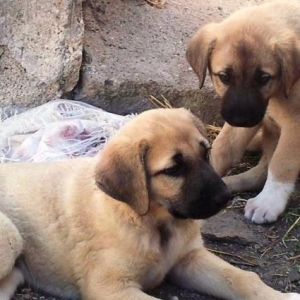 Sivas Kanqalı və Çoban iti qarışığı olan 2